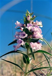 Blowout Penstemon; Penstemon haydenii