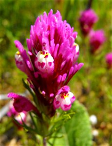 — Purple owl's clover. 
At Lake Poway, in San Diego County, NW Peninsular Ranges, Southern California.