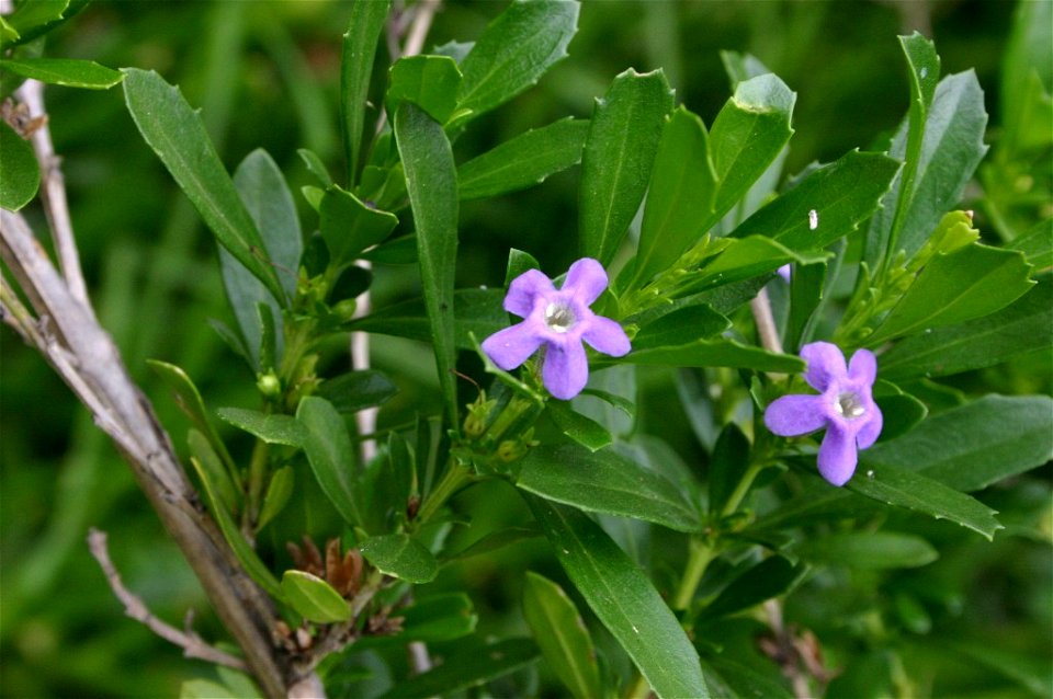 Freylinia tropica