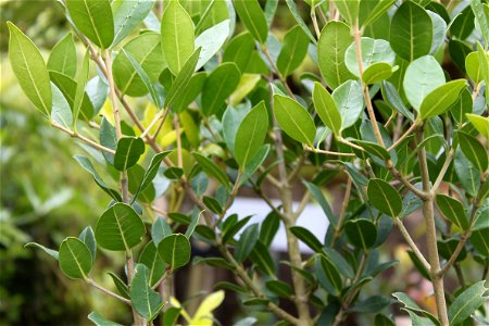 Close up of leaves of Chionanthus foveolatus or the Pock Ironwood. photo