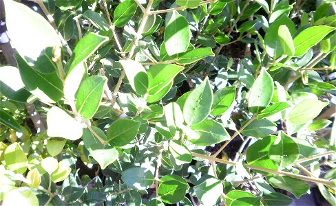 Leaves of Chionanthus foveolatus or the Pock Ironwood tree. Photo taken in Cape Town. photo