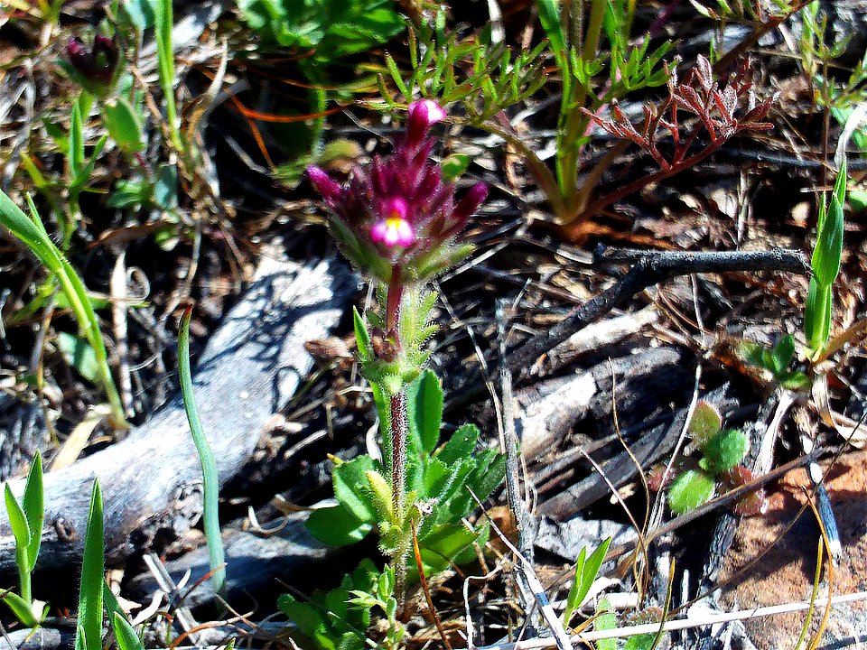 Parentucellia latifolia, Dehesa Boyal de Puertollano, Spain