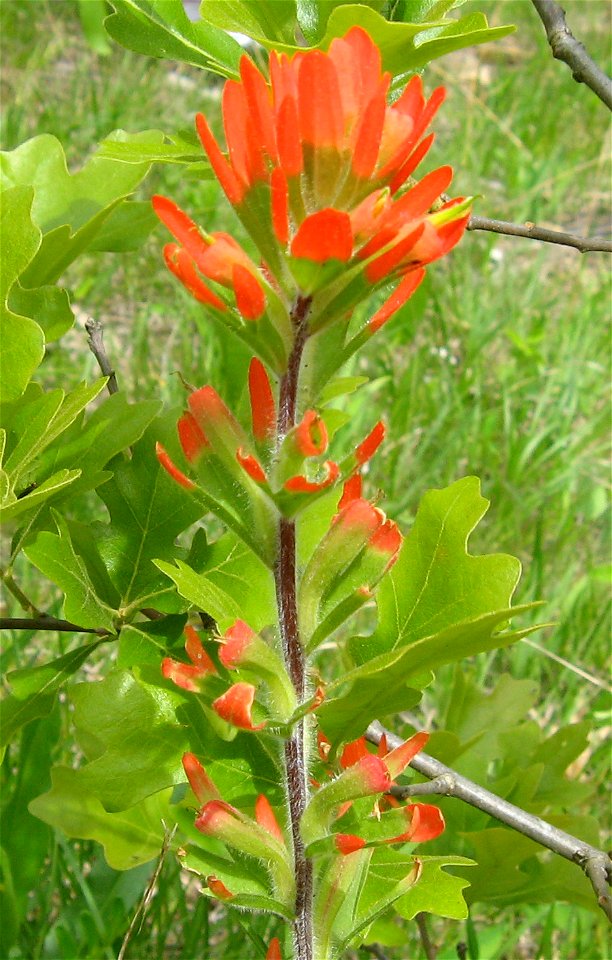 Castilleja coccinea, a limestone prairie in Lewis County, Kentucky.