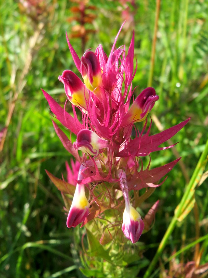 Acker-Wachtelweizen (Melampyrum arvense) bei Nußloch