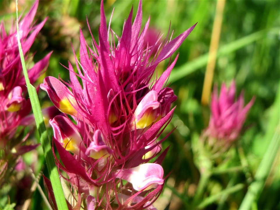 Acker-Wachtelweizen (Melampyrum arvense) bei Nußloch