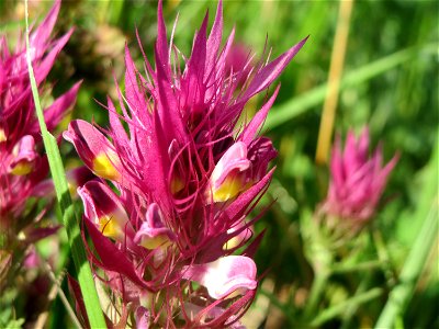 Acker-Wachtelweizen (Melampyrum arvense) bei Nußloch