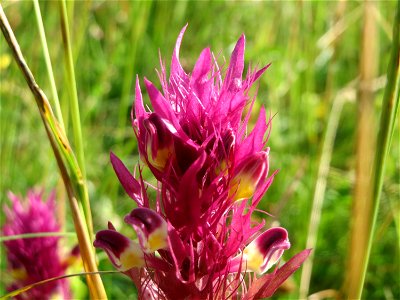 Acker-Wachtelweizen (Melampyrum arvense) bei Nußloch