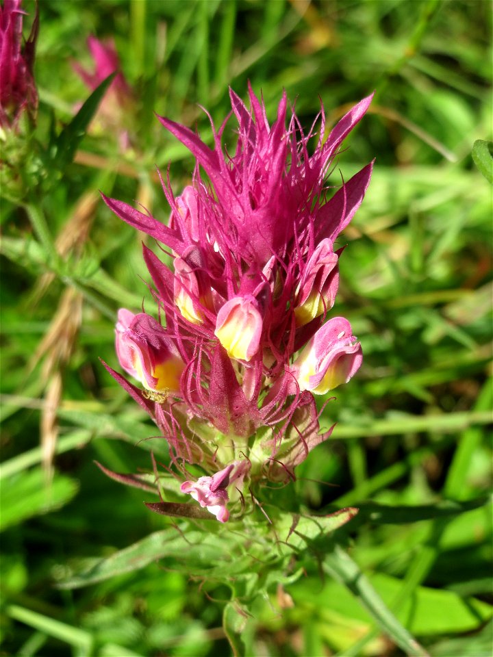 Acker-Wachtelweizen (Melampyrum arvense) bei Nußloch