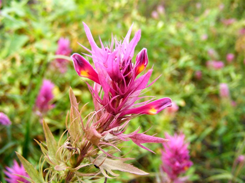 Марьянник полевой (Melampyrum arvense)