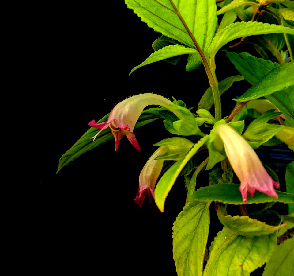 Stenogyne kanehoana (SteKan) is an endangered plant in the mint family, with very few, if any, individuals found in the wild.  This individual flowered in a greenhouse of the Oahu Army Natural Resourc
