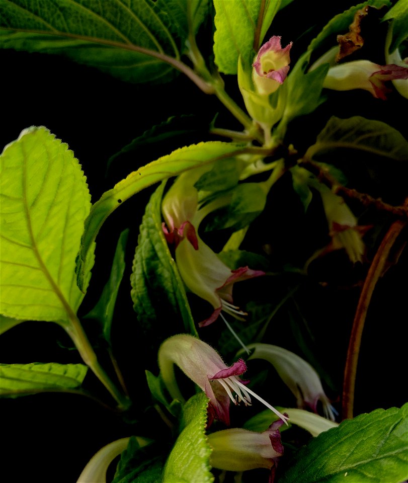 Stenogyne kanehoana (SteKan) is an endangered plant in the mint family, with very few, if any, individuals found in the wild.  This individual flowered in a greenhouse of the Oahu Army Natural Resourc