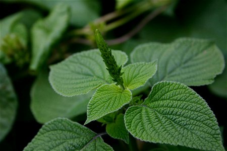 Foliage and inflorescence of Salvia tiliifolia Vahl