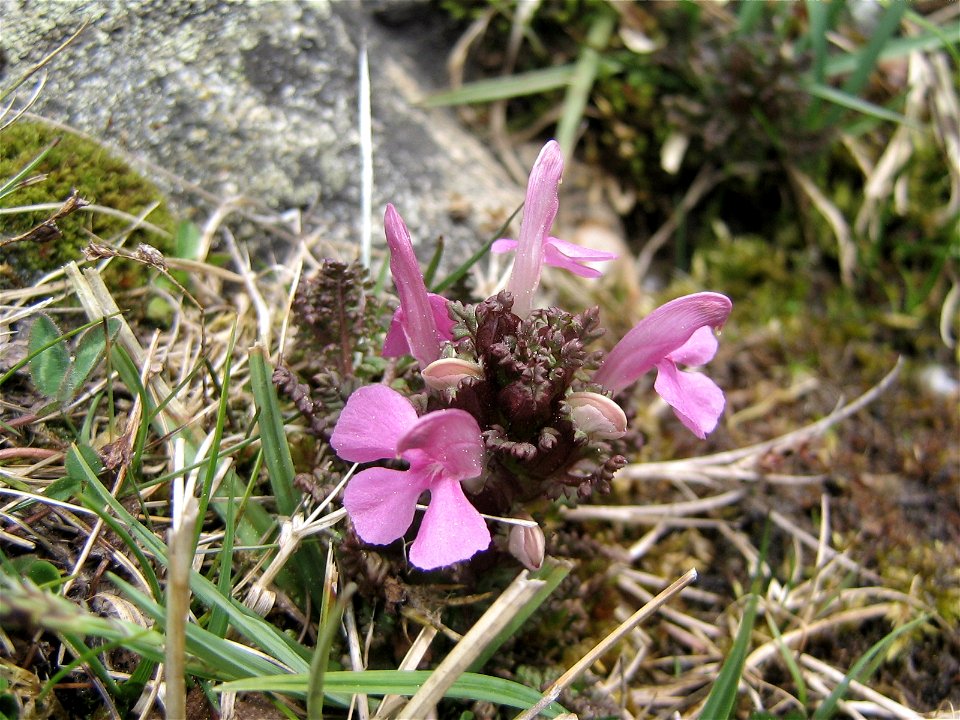 Pedicularis sylvatica dans les Pyrénées (altitude: 1600 m)