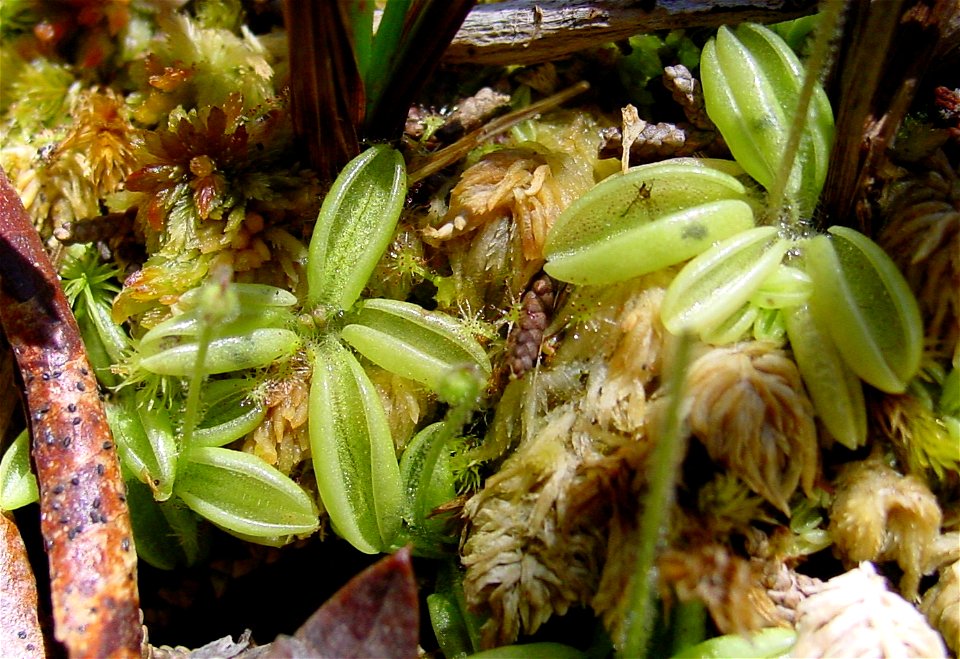 Pinguicula lusitanica