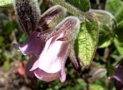 — Fragrant pitcher sage. Endemic California flora specimen in the University of California Botanical Garden, Berkeley, California. Identified by sign. photo