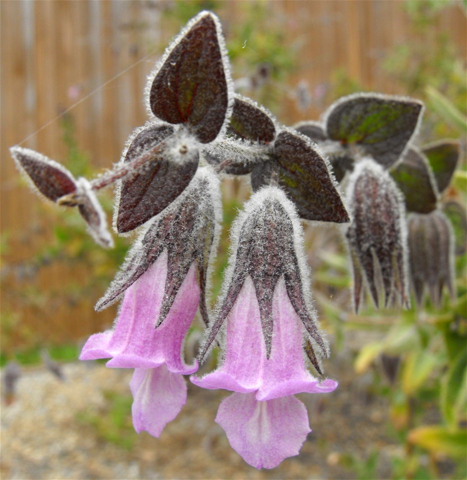 'El Tigre' — Fragrant pitcher sage, cultivar 'El Tigre.'  
At the Rancho Santa Ana Botanic Garden in Claremont, Southern California.
Identified by sign.