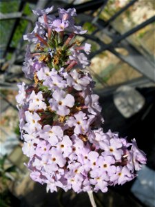 Photo of the flower of Buddleja crispa var. agathosma, taken at longstock Park Nursery, England.