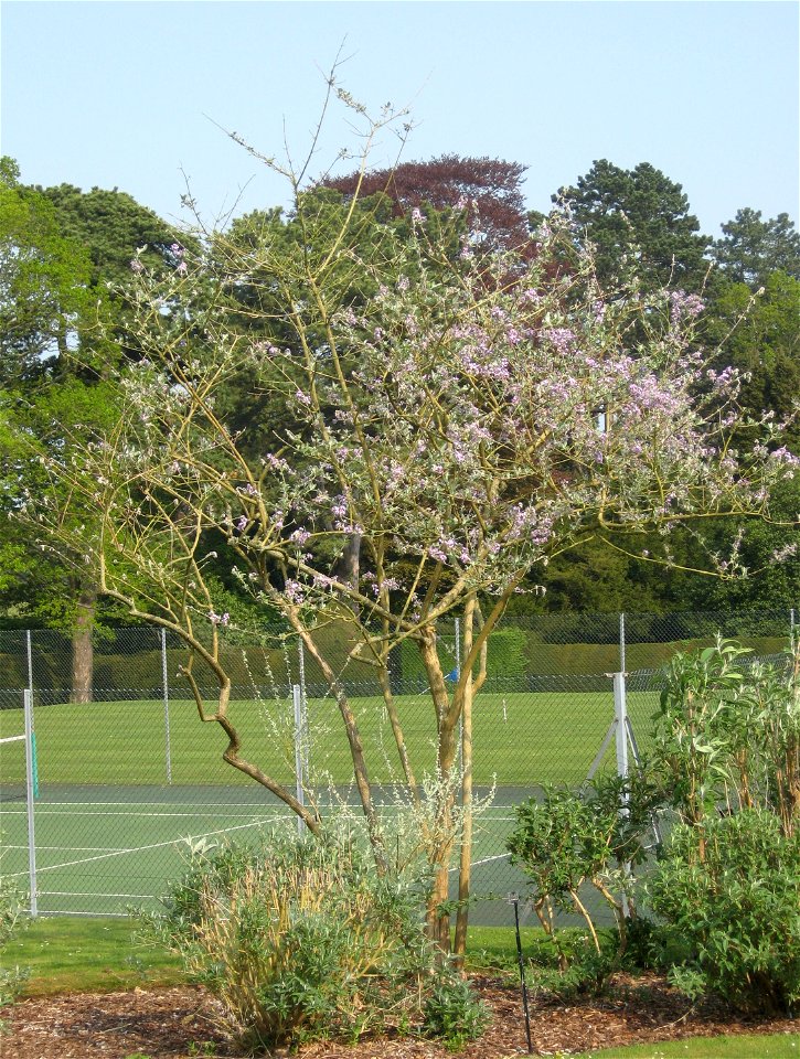 Photo of a mature specimen of Buddleja crispa var, farreri, growing in the Buddleja collection at Longstock Park Nursery, England. Category:Plants
