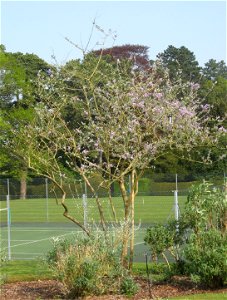 Photo of a mature specimen of Buddleja crispa var, farreri, growing in the Buddleja collection at Longstock Park Nursery, England. Category:Plants