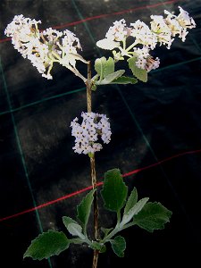 Photo of the flowers and leaves of Buddleja crispa var. sterniana, taken at Longstock Park Nursery, England.