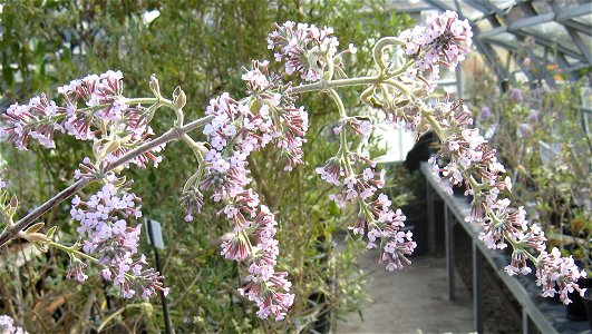 Photo of the flowers of Buddleja crispa var. farreri, taken at Longstock Garden Nursery, England.