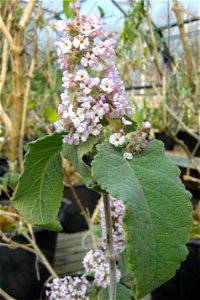 Photo of flower and leaf of Buddleja crispa var. tibetica, taken at Longstock Graden Nursery, England.