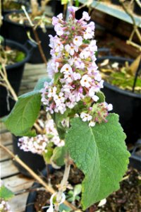 Photo of flower and foliage of Buddleja crispa var. tibetica, taken at Longstock Garden Nursery, England.