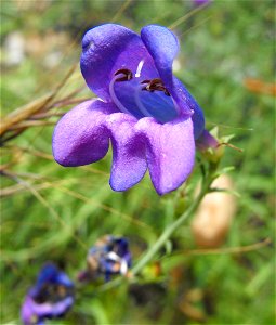 Penstemon heterophyllus.
At Descanso Gardens in La Cañada Flintridge, Southern California.
Identified by sign.