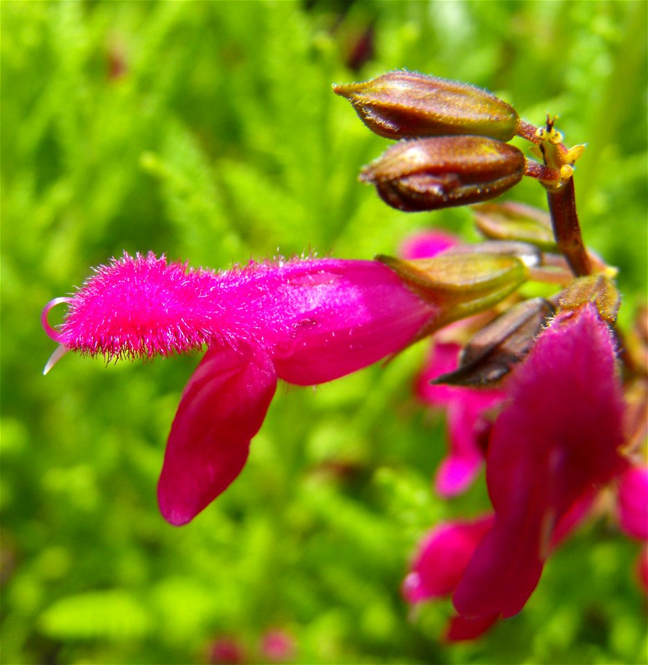 Salvia chiapensis in the Zoro Garden at Balboa Park in San Diego, California, USA. Identified by sign.