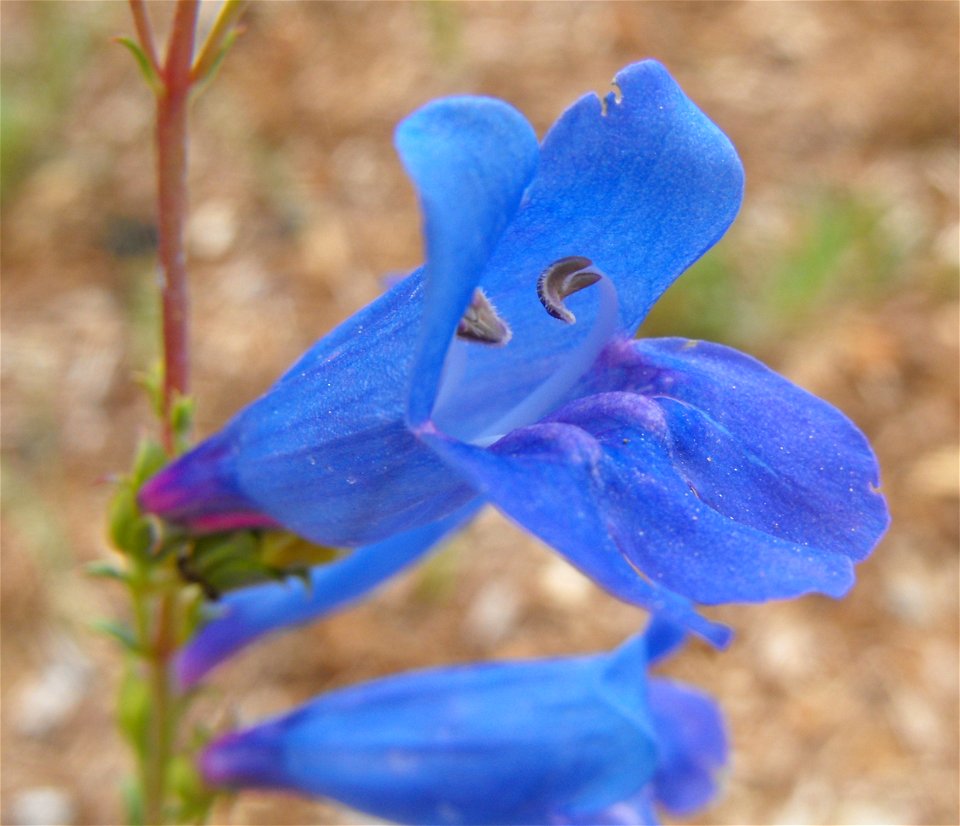 Penstemon heterophyllus 'Blue of Zurich' cultivar - at the Rancho Santa Ana Botanic Garden in Claremont, Southern California, U.S.
 Identified by garden i.d. sign.