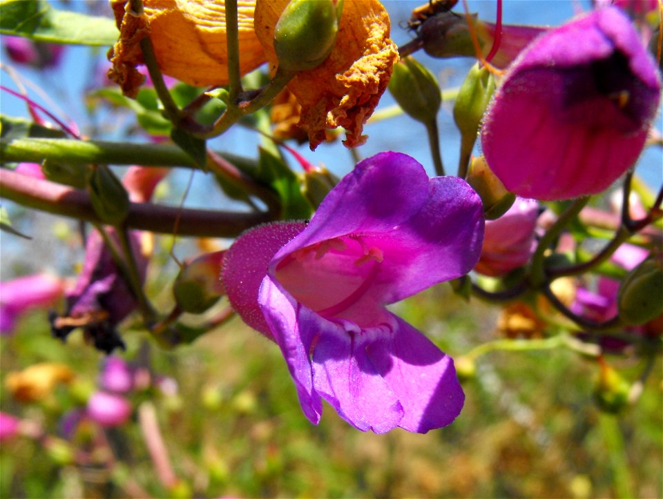 Penstemon spectabilis at Lake Poway in Poway, California, USA.