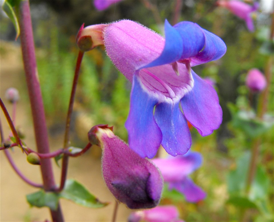 Penstemon spectabilis at the Wild Animal Park, Escondido, California, USA. It was growing wild near one of the gardens.