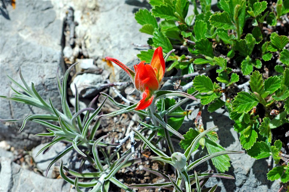 (syn: Castilleja chromosa) — Desert Paintbrush.
Photographed on the North Crest Trail, in the Sandia Mountains of New Mexico.
In front of a stone bench next to a dead vertical tree stump, possibly at 