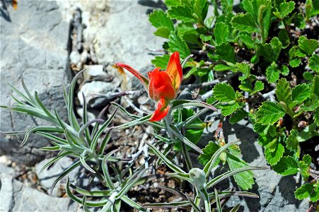 (syn: Castilleja chromosa) — Desert Paintbrush.
Photographed on the North Crest Trail, in the Sandia Mountains of New Mexico.
In front of a stone bench next to a dead vertical tree stump, possibly at 