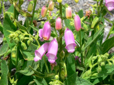A picture of a Digitalis thapsi taken at Villavieja de Yeltes, Salamanca, Spain
