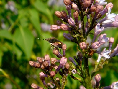 Nodding Lilac with a Heteroptera photo