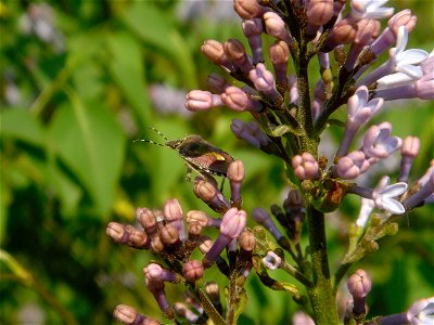 Nodding Lilac with a Heteroptera