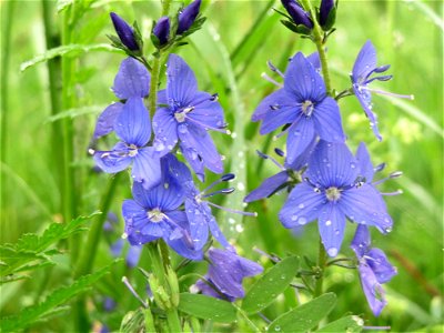 Österreichischer Ehrenpreis (Veronica austriaca) an der Saaraue Güdingen