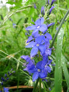 Österreichischer Ehrenpreis (Veronica austriaca) an der Saaraue Güdingen