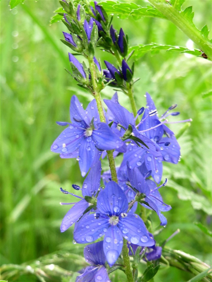 Österreichischer Ehrenpreis (Veronica austriaca) an der Saaraue Güdingen
