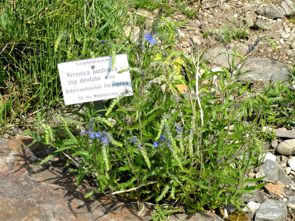Veronica austriaca specimen in the Botanischer Garten München-Nymphenburg, Munich, Germany.