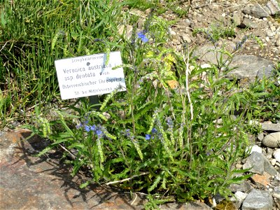 Veronica austriaca specimen in the Botanischer Garten München-Nymphenburg, Munich, Germany.
