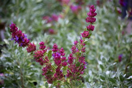 Salvia Pachyphylla