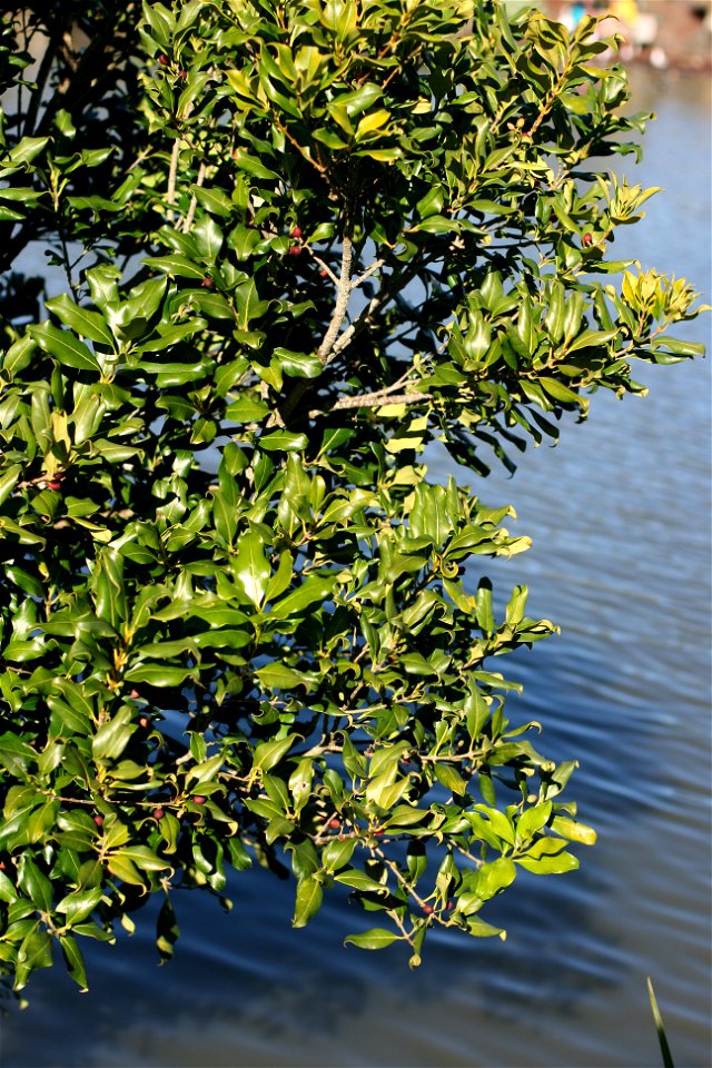 Nestegis apetala, Coastal Maire, Auckland, New Zealand. Tree with fruit.