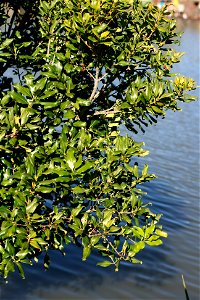 Nestegis apetala, Coastal Maire, Auckland, New Zealand. Tree with fruit. photo