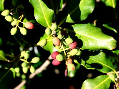 fruit of Nestegis apetala, Coastal Maire tree, Auckland, New Zealand photo