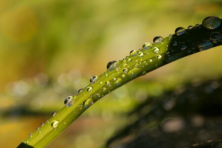 Leaf dew plant