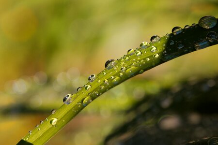 Leaf dew plant photo