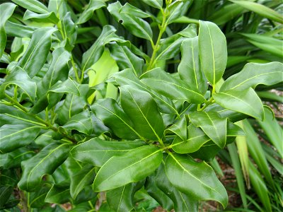 foliage of Nestegis apetala, Coastal Maire tree, being grown for sale in Auckland, New Zealand. Known as Ironwood in Norfolk Island.