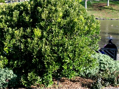 Nestegis apetala, Coastal Maire tree, Auckland, New Zealand photo